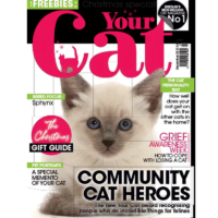 مجله گربه شما
