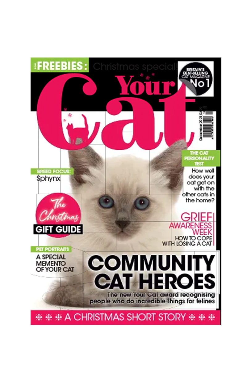 مجله گربه شما